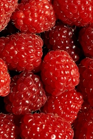 Photo:  raspberries 